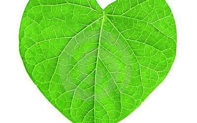 Save Green with an Energy-Efficient Home