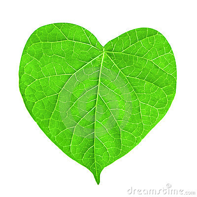 Save Green with an Energy-Efficient Home